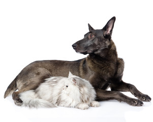 Black dog and persian cat looking away together. isolated 