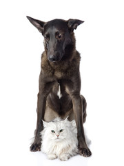 sad dog with cat. isolated on white background