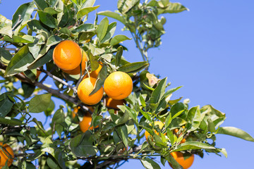 Valencia orange trees