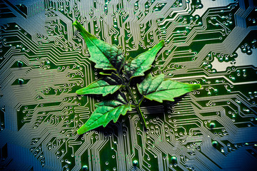 tree growing on computer circuit board / green it