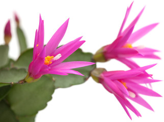 Christmas Cactus