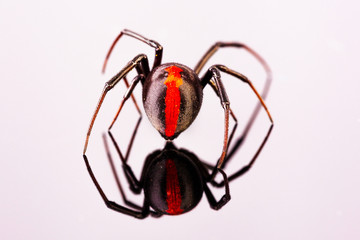 Australian Female Redback Spider walking away