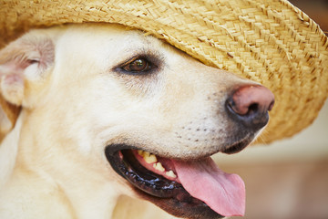 Dog with straw hat