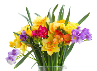 freesia and daffodil  flowers close up