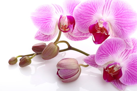 Fototapeta Orchidea na białym tle