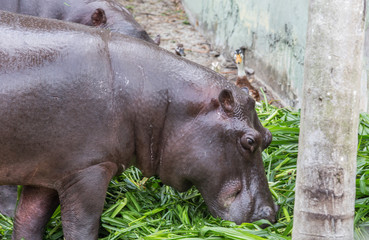 Hippopotamus in captivity