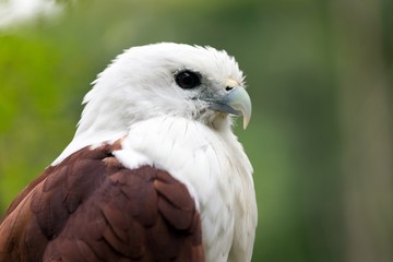 Sea eagle portrait