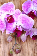 Orchidea con boccioli