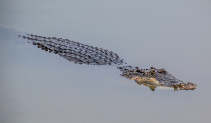 Naklejka premium Saltwater crocodile in captivity