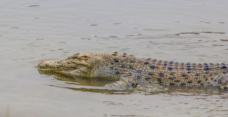 Naklejka premium Saltwater crocodile in captivity