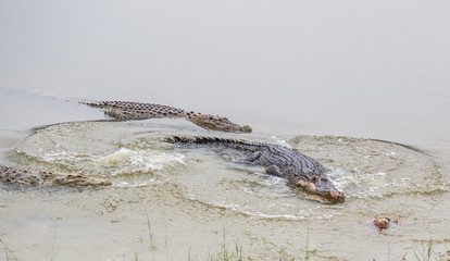 Saltwater crocodile in captivity