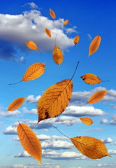 Fototapeta na wymiar falling leaves over blue sky