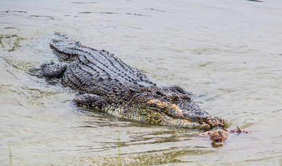 Saltwater crocodile in captivity