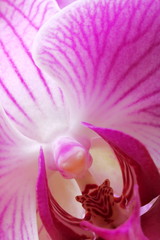 Particolare di fiore di orchidea