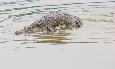 Saltwater crocodile in captivity
