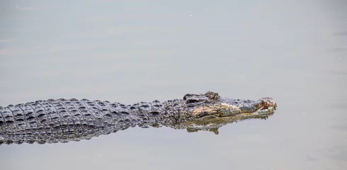 Photo sur Aluminium Crocodile Saltwater crocodile in captivity