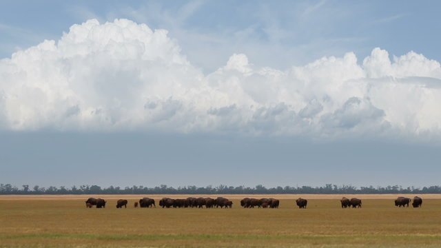 Bisons graze on the field.