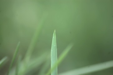 Grass blade on blured green background