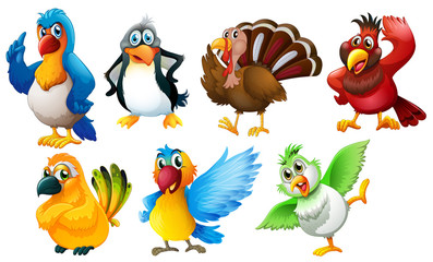 Different species of birds