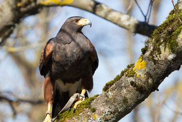 Golden eagle