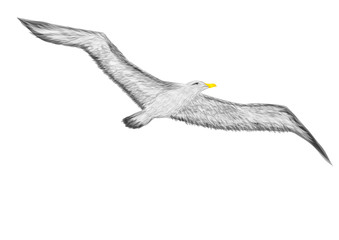 albatross