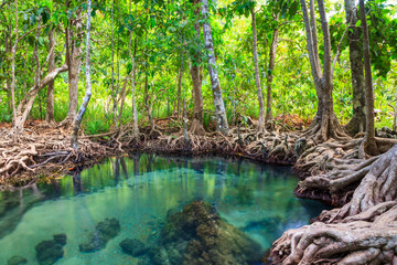 Tha Pom, the mangrove forest in Krabi, Thailand - obrazy, fototapety, plakaty