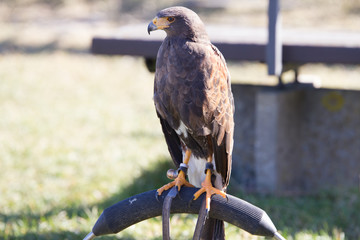 Golden eagle