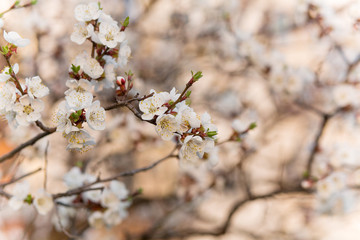Branches of trees with white blossoms