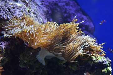 Naklejka na ściany i meble Close up photograph of deep sea coral reef