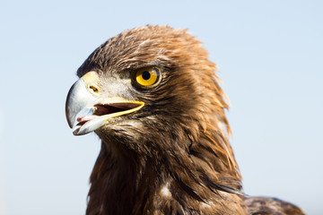 Golden eagle