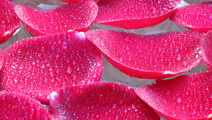 Rose petals in water
