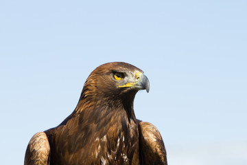 Golden eagle