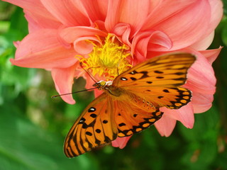 Orange butterfly on the flower
