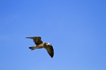 seagull in flight,Larus crassirostris