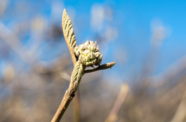 blooming twig dogwood early spring