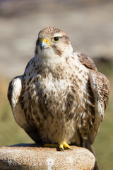 Falco