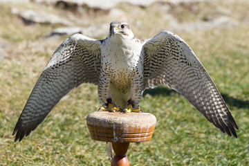 Falco