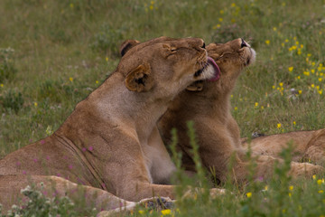 Fototapeta na wymiar Lionness i jej cub