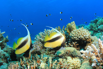 Fototapeta na wymiar Morze Czerwone Bannerfish na rafie koralowej