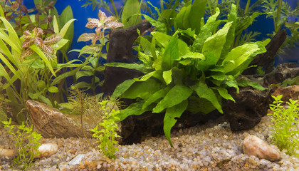 Aquatic plants in tropical