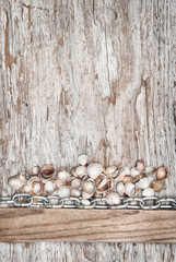 Metal chain and seashells on the old wood