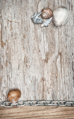 Metal chain and seashells on the old wood