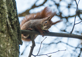 squirrel sitting