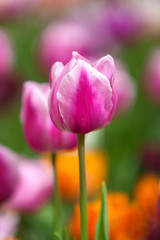Fototapeta premium field of tulips
