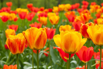 field of tulips