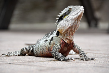 Naklejka premium Eastern Water Dragon, Queensland (Australia)