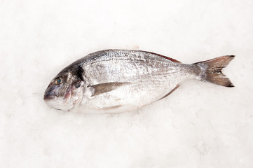 Dorada fish on ice