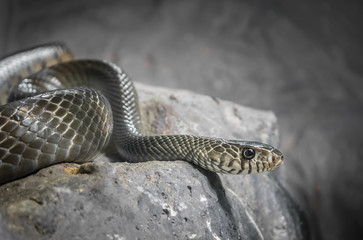 Snake in low key