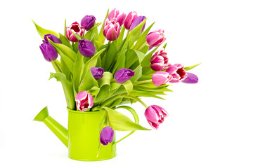 colourful tulips in a watering-can