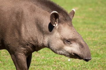 Gros plan sur une tête de tapir